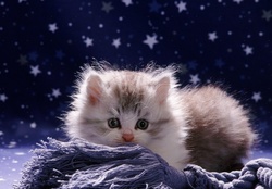 cute fluffy kitten