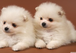 Cute sweet Beautiful Puppies