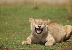 stupid lion !!