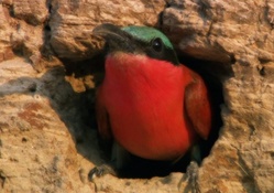 African Bee eater
