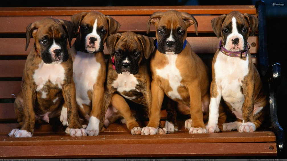 A FAMILY OF BOXERS