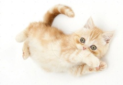 Ginger kitten rolling playfully