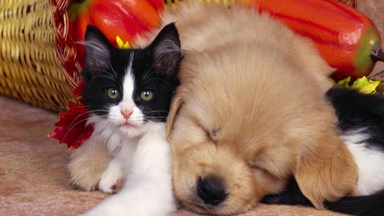 Cat With Sleeping Dog