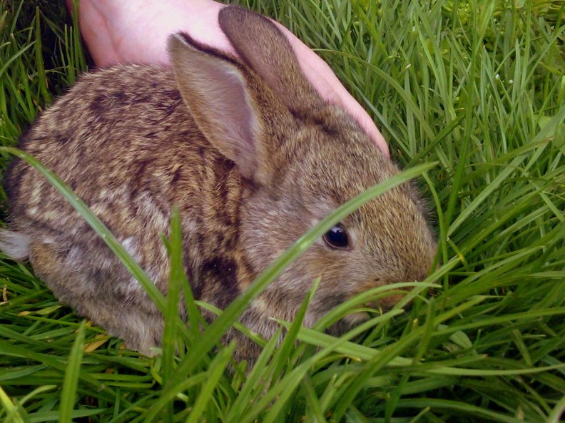 Cute Little bunny in the grass ^_^