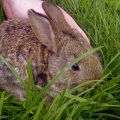 Cute Little bunny in the grass ^_^