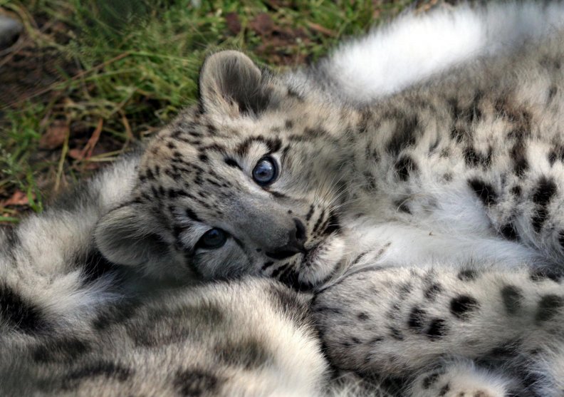 baby_leopard_cub.jpg