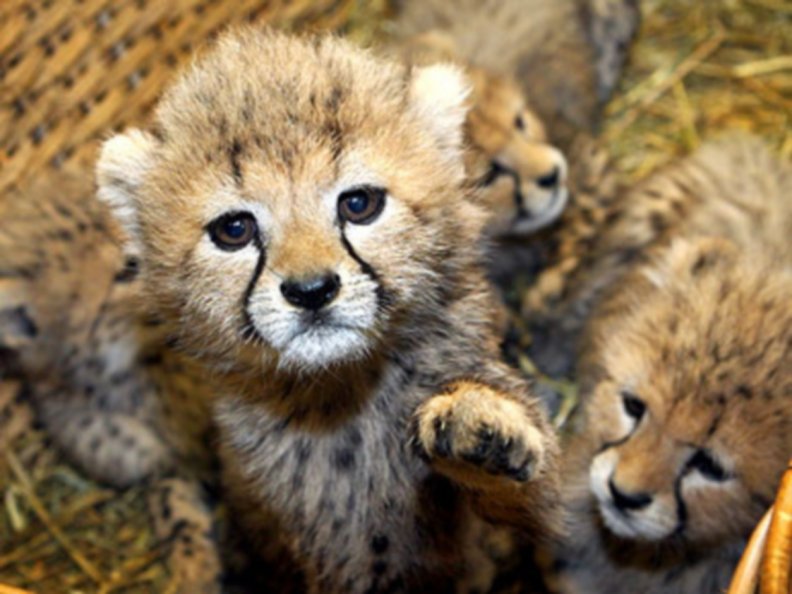cheetah_cubs.jpg