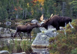 Moose Nuzzle 1