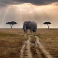 elephant waiting for a bus on the savanna