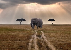 elephant waiting for a bus on the savanna
