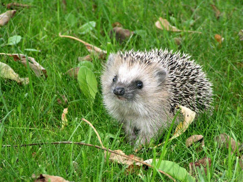 sweet_hedgehog.jpg