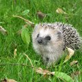 Sweet hedgehog