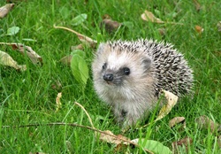 Sweet hedgehog