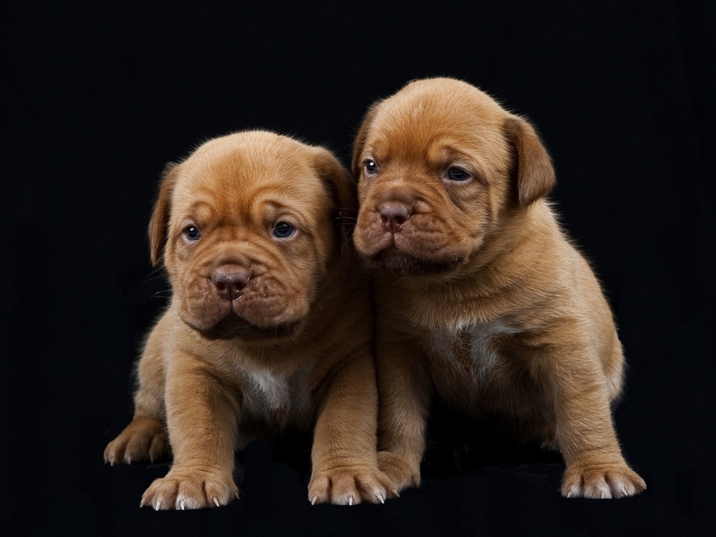 mastiff pups