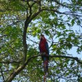 Colorful Macaw in the Tree