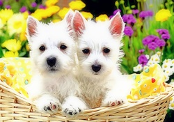 ★West Highland White Terriers★