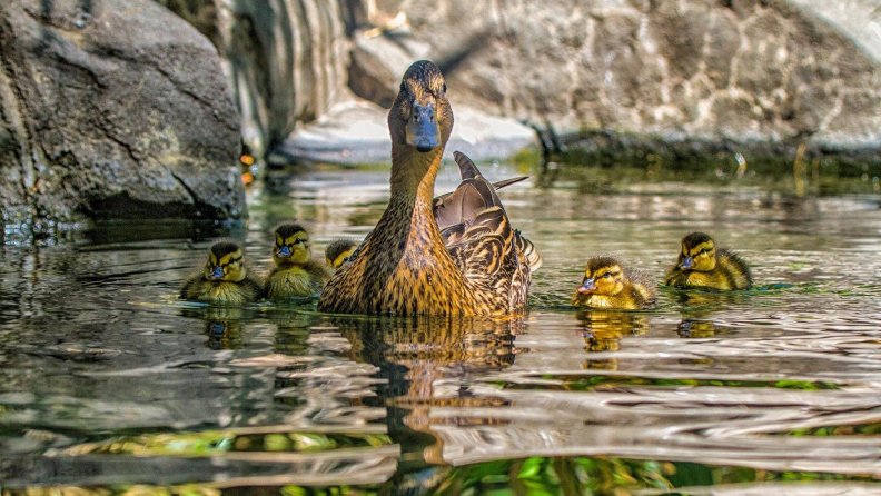 ducklings following mamma hdr