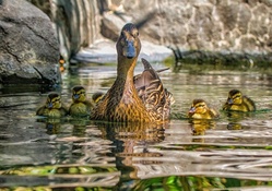 ducklings following mamma hdr