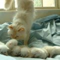 cute mommy and babies