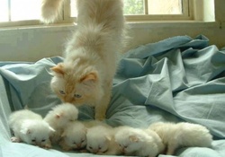 cute mommy and babies