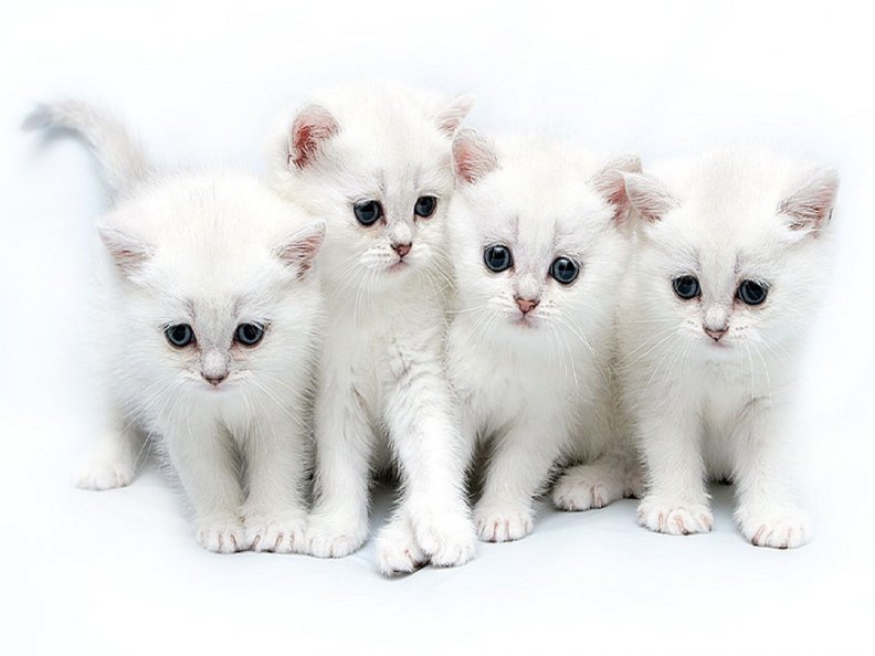 four_kittens.jpg