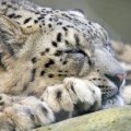*** Snow leopard ***