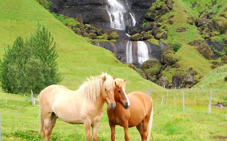 Horses Near Waterfalls