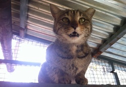 cat in shelter