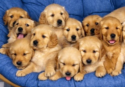 a pile of pups