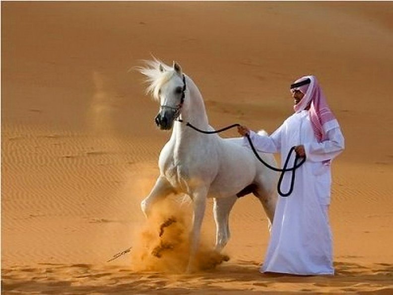 Arabian pride