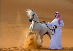 Arabian pride