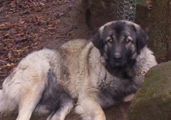 Yugoslavian guard dog