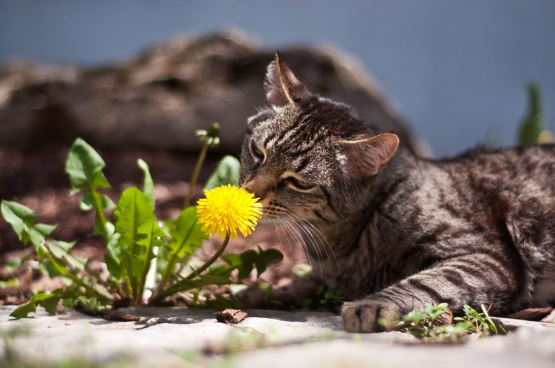spring_cat.jpg