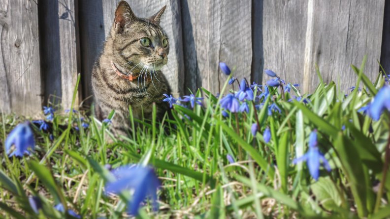 Spring cat