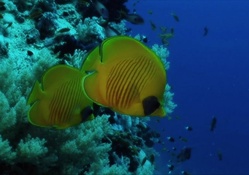 Tropical African Fish