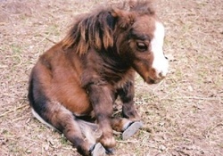 pony