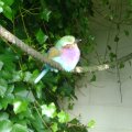 Lilac_breasted roller
