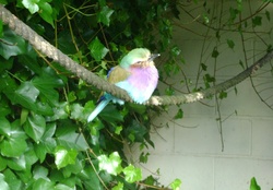 Lilac_breasted roller