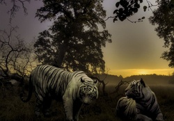 Two white Tigers