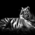Tiger Black & White