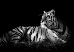 Tiger Black &amp; White