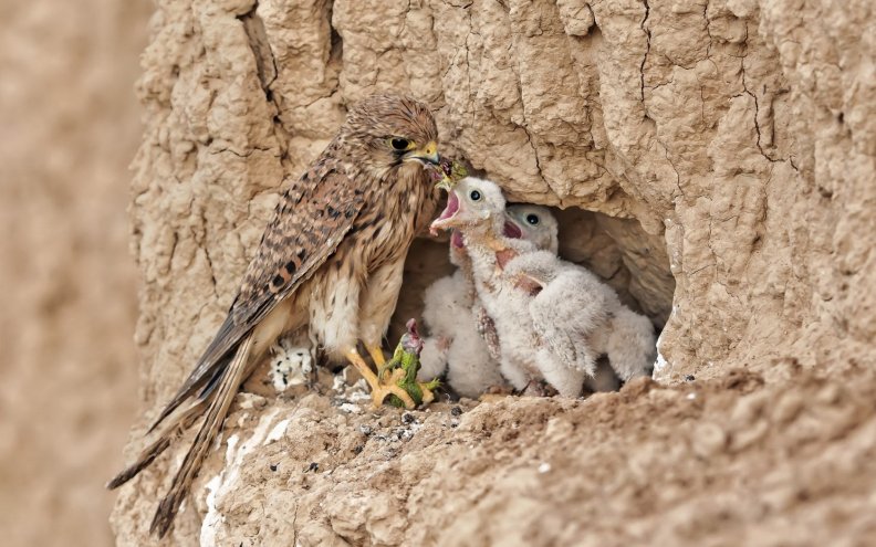 pygmy_falcon_family.jpg