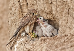 Pygmy falcon family