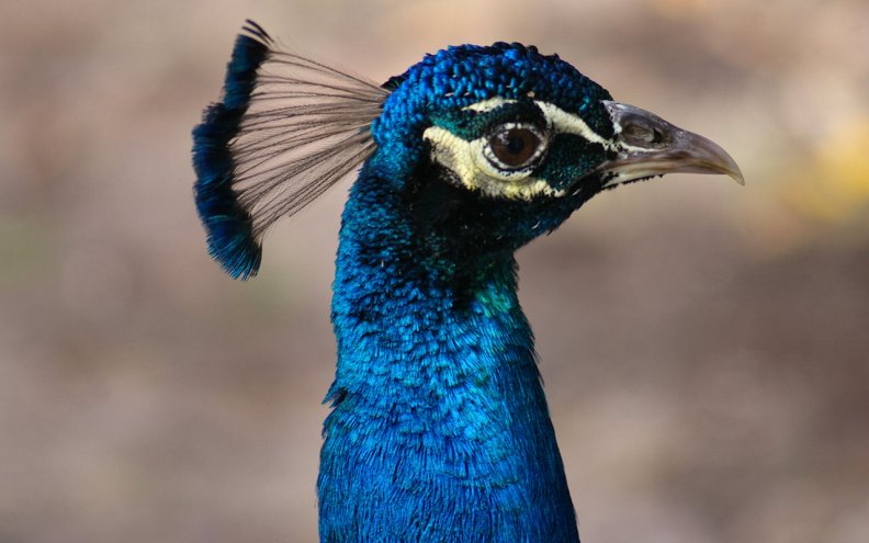 Bright_eyed Peacock