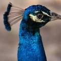 Bright_eyed Peacock