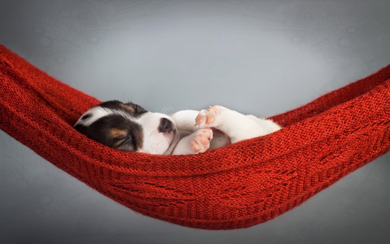puppy_in_hammock.jpg
