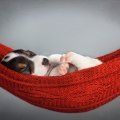 Puppy in hammock