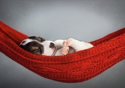 Puppy in hammock