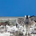 African Zebras with Colt