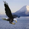 The Great Anerican Bald Eagle
